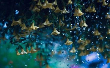 雨的集锦作文最新5篇
