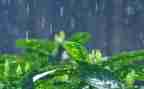 聆听雨作文通用6篇