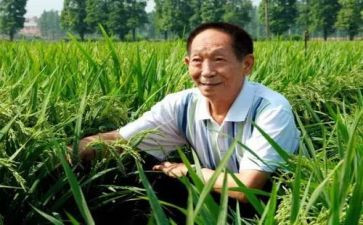 袁隆平劳动事迹6篇