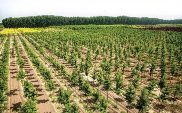 植树造林活动方案6篇