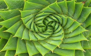 写植物的作文200字优秀8篇