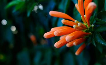 植物初中作文精选6篇