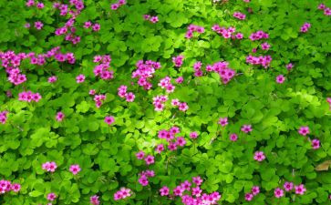 植物教学反思6篇