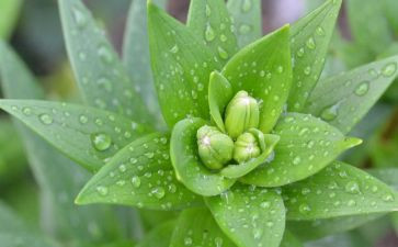 大班植物角教案8篇