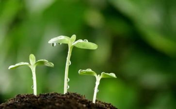 种子中班教案7篇