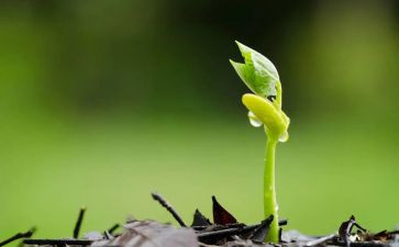 中班安的种子语言教案6篇