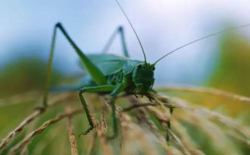 绿色蝈蝈的读后感5篇