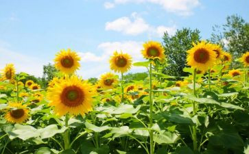 追求目标作文6篇