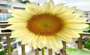 追求的幸福作文优秀5篇