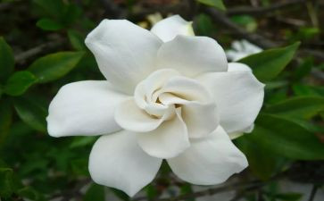 栀子花优秀作文5篇